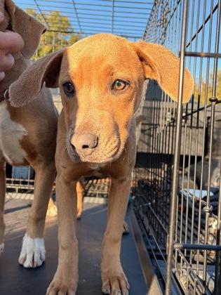 Daisy, Adoptable, Puppy Female Pointer & Mixed Breed.