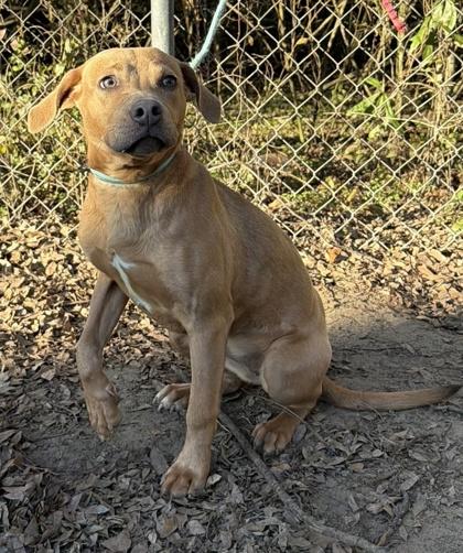 Daisy, Adoptable, Puppy Female Pointer & Mixed Breed.