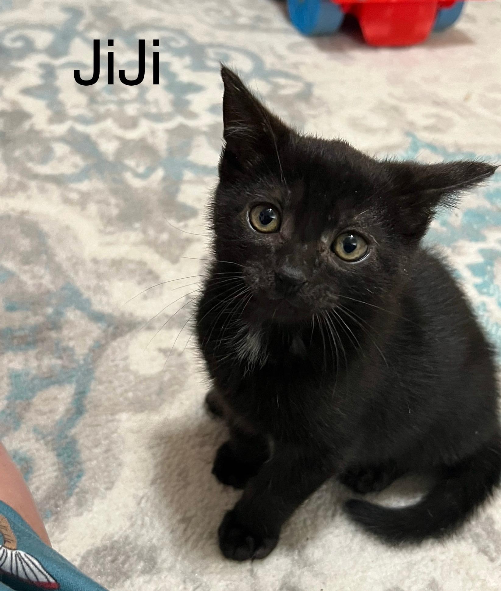 JiJi, Adoptable, Kitten Male Domestic Short Hair & Tuxedo.