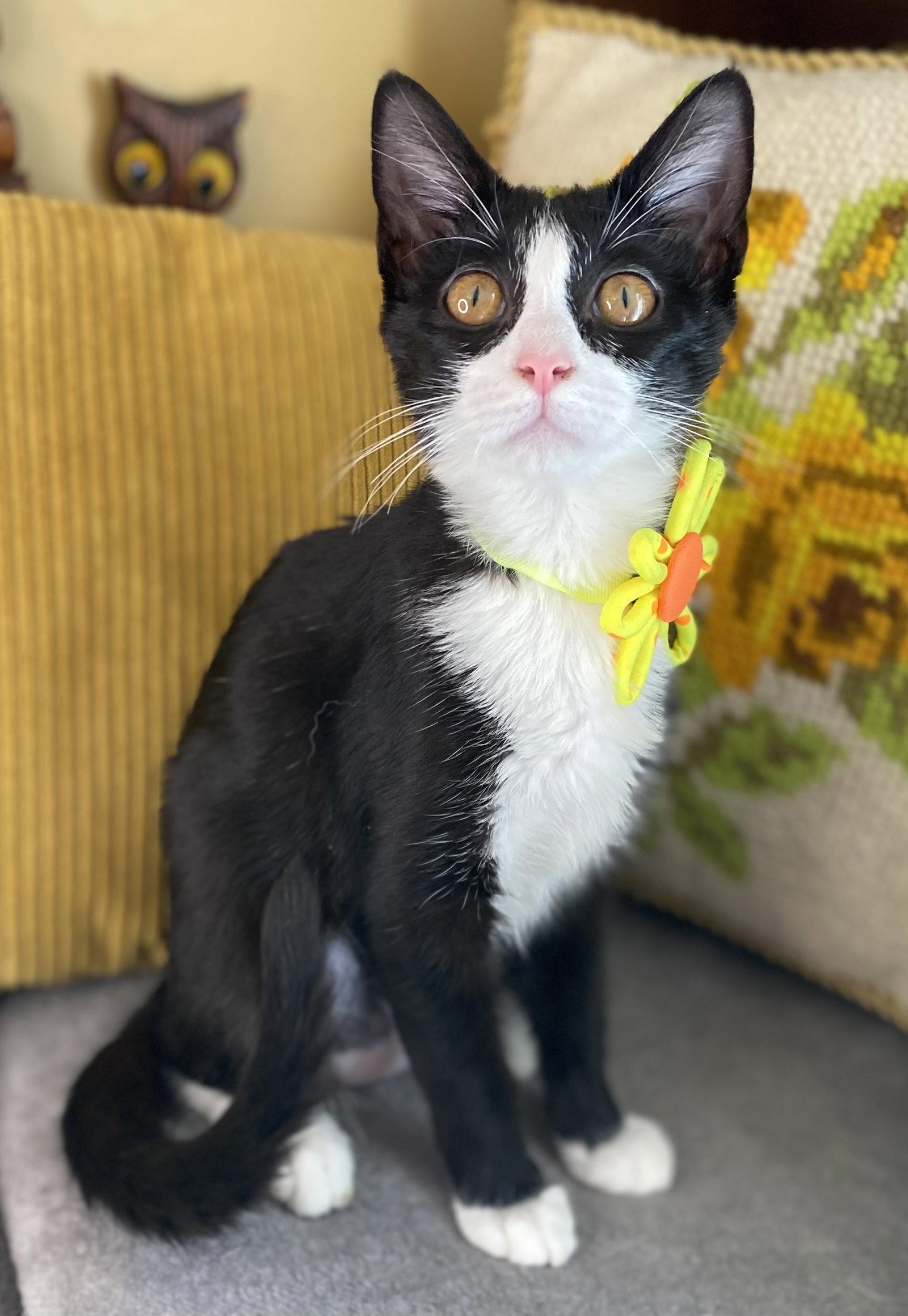 Wilhelmina, Adoptable, Kitten Female Domestic Short Hair & Tuxedo.