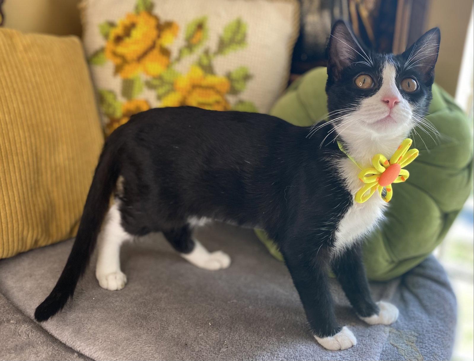 Enlarge Wilhelmina, a Adoptable mixed breed in Cookeville, TN image 2/3
