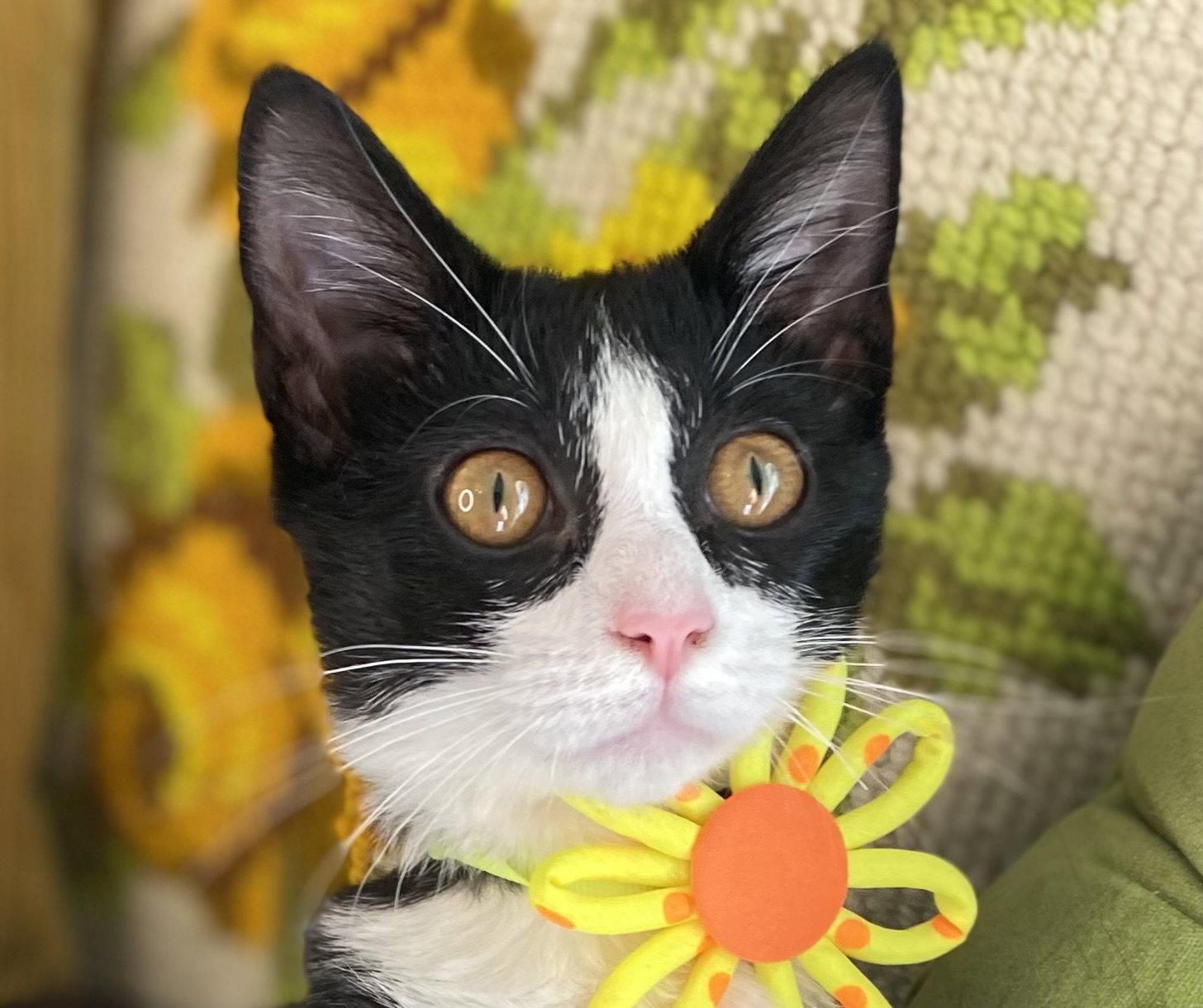 Enlarge Wilhelmina, a Adoptable mixed breed in Cookeville, TN image 3/3