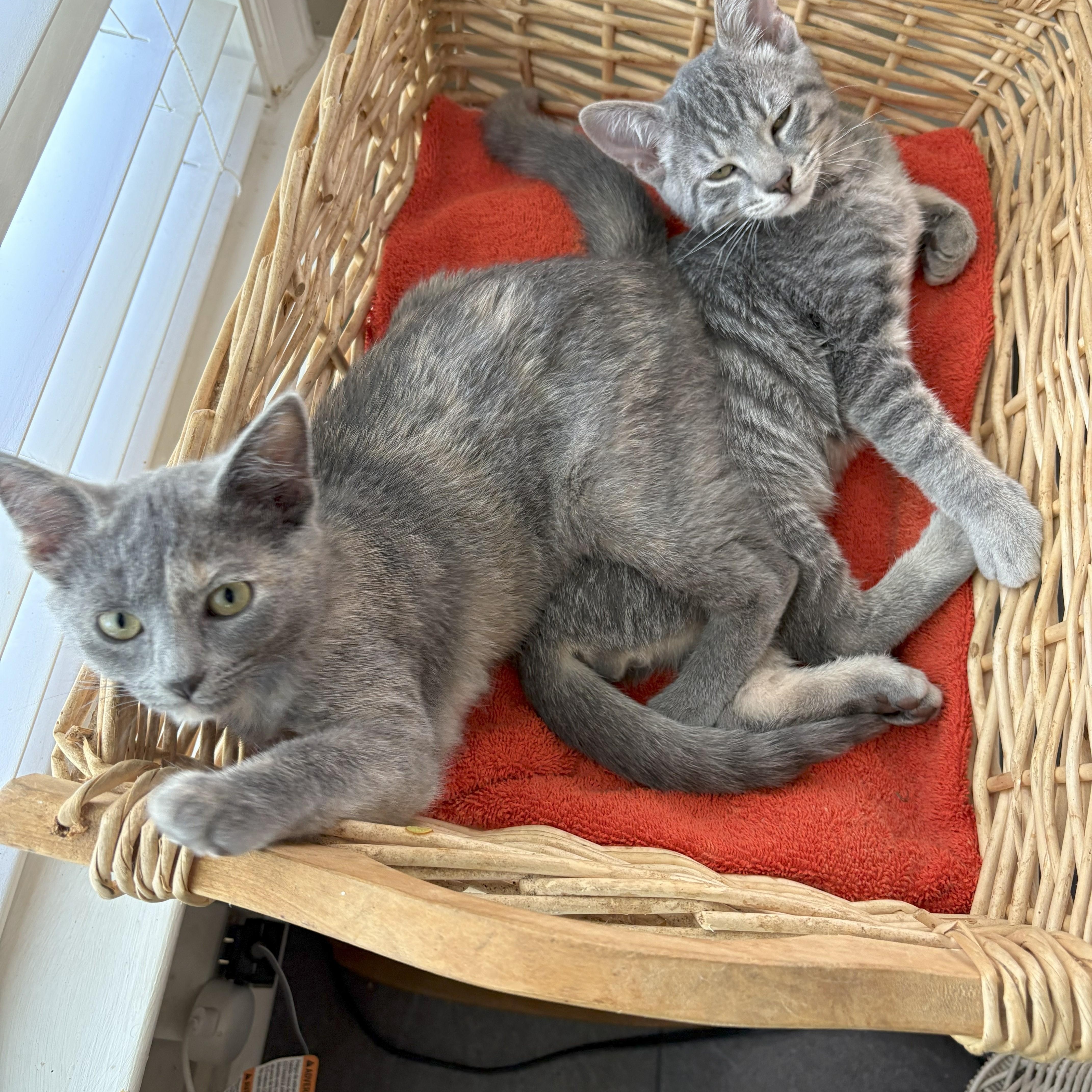 Enlarge Dash, a Adopted Domestic Short Hair in Apex, NC image 2/2