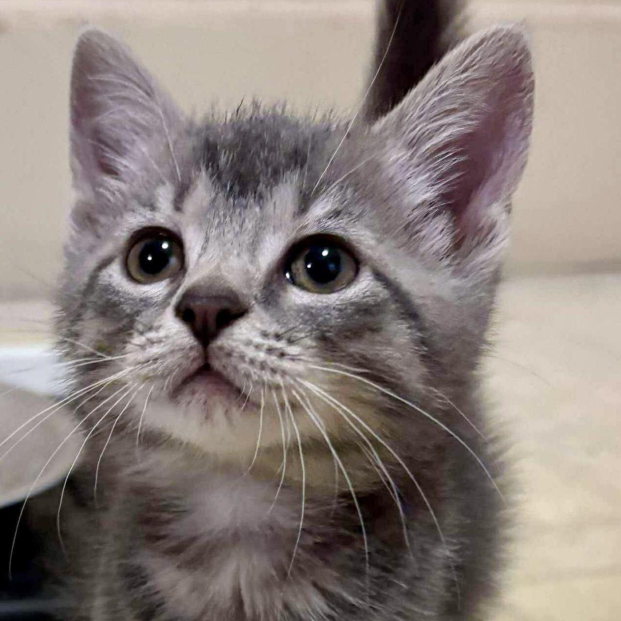 Dash, Adopted, Kitten Male Domestic Short Hair.