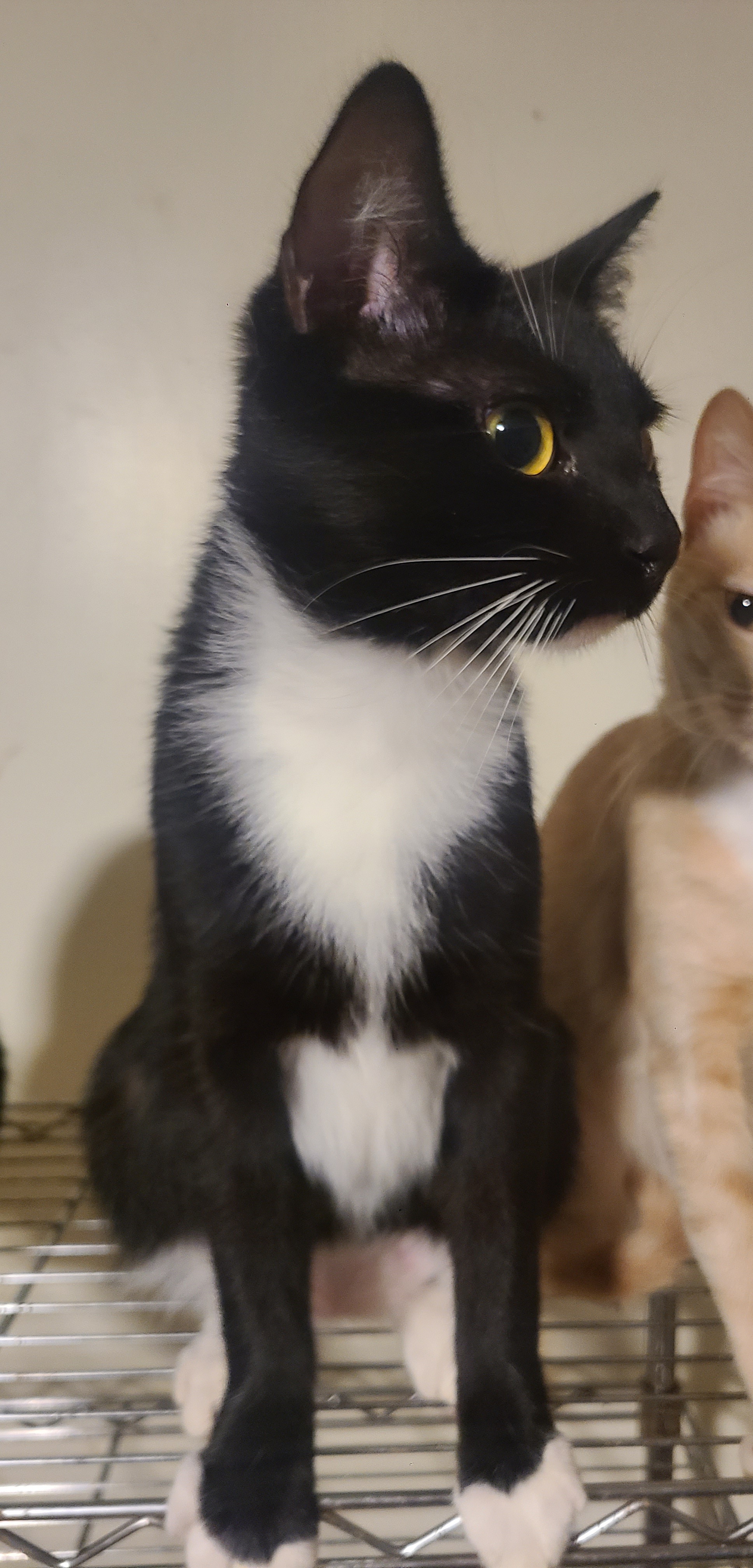 Marlo, a Adoptable Domestic Short Hair in Ellijay, GA image 2/5