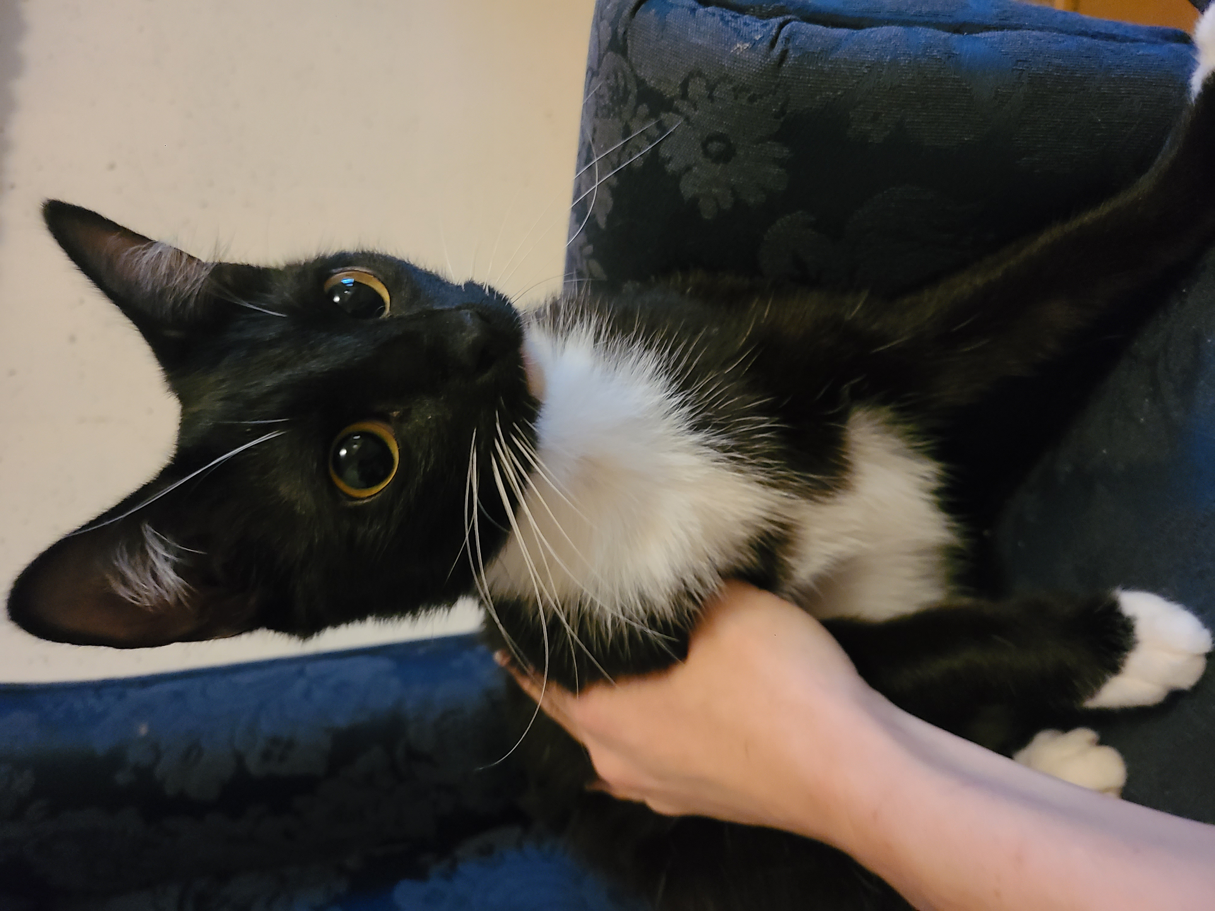 Marlo, a Adoptable Domestic Short Hair in Ellijay, GA image 3/5