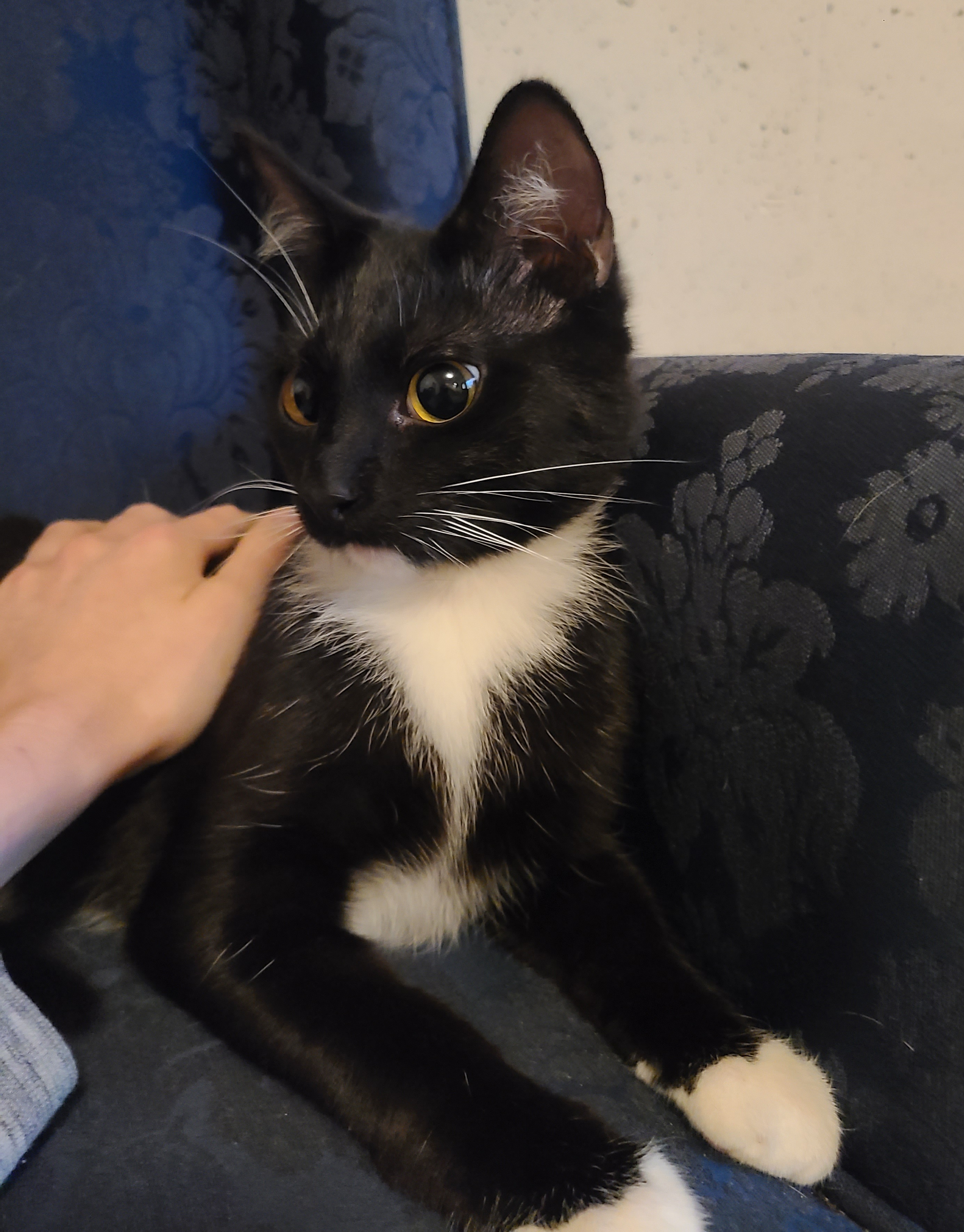 Marlo, a Adoptable Domestic Short Hair in Ellijay, GA image 4/5