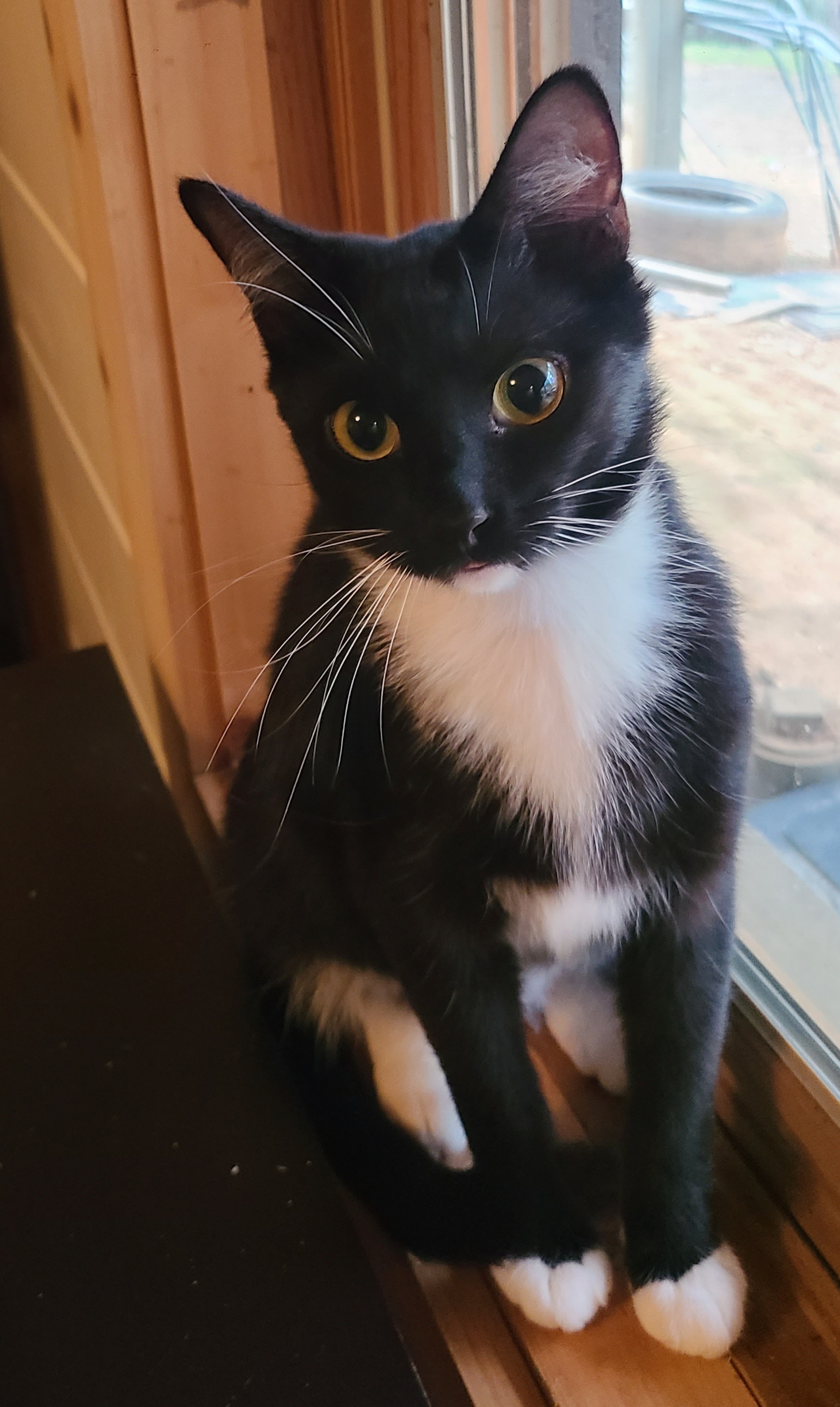 Marlo, a Adoptable Domestic Short Hair in Ellijay, GA image 1/5