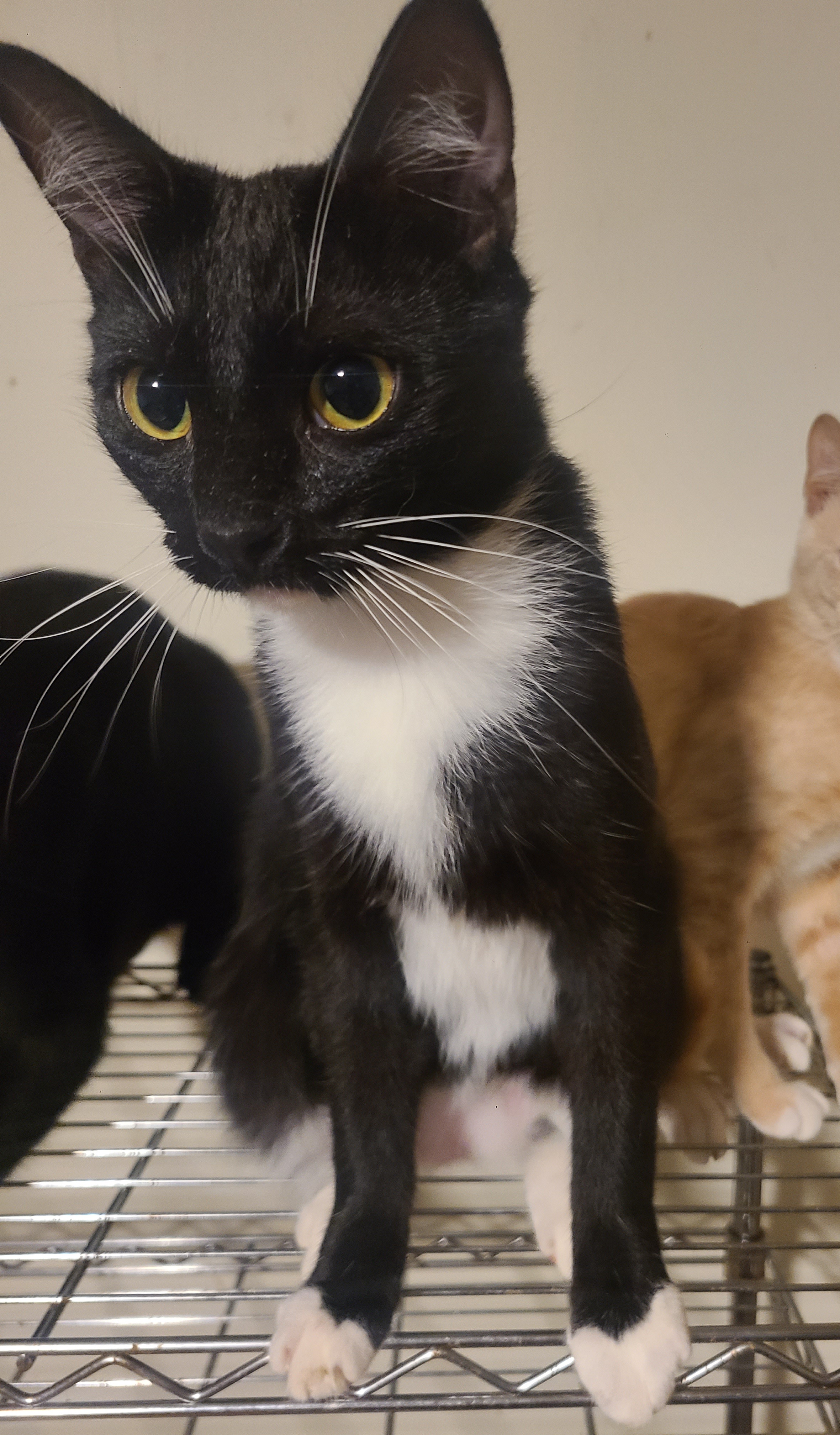 Marlo, a Adoptable Domestic Short Hair in Ellijay, GA image 5/5