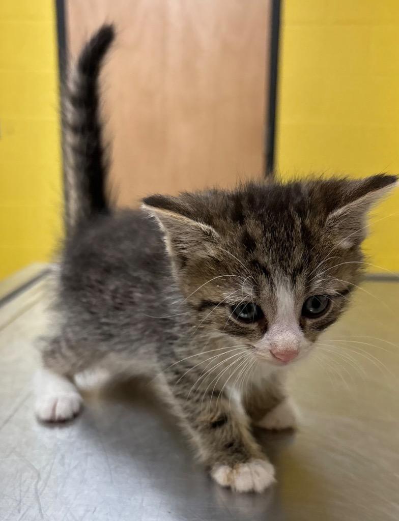 Tortilla, Adoptable, Kitten Male Domestic Long Hair.