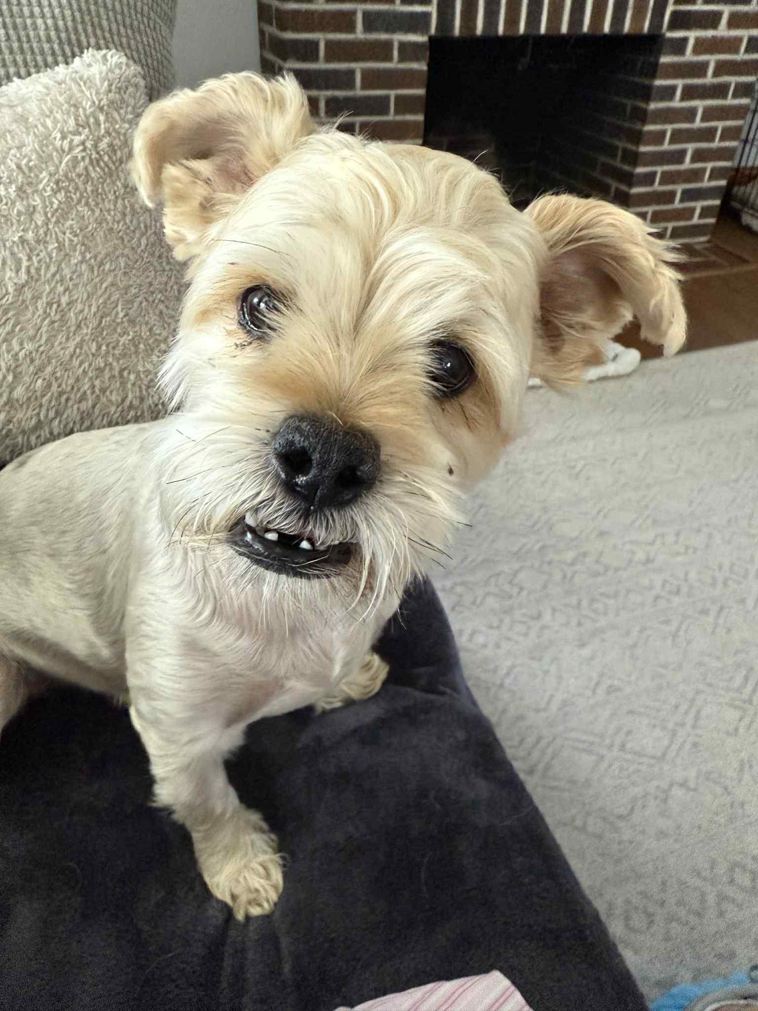 Theo, an adoptable McNab, Shih Tzu in Warminster, PA, 18974 | Photo Image 1