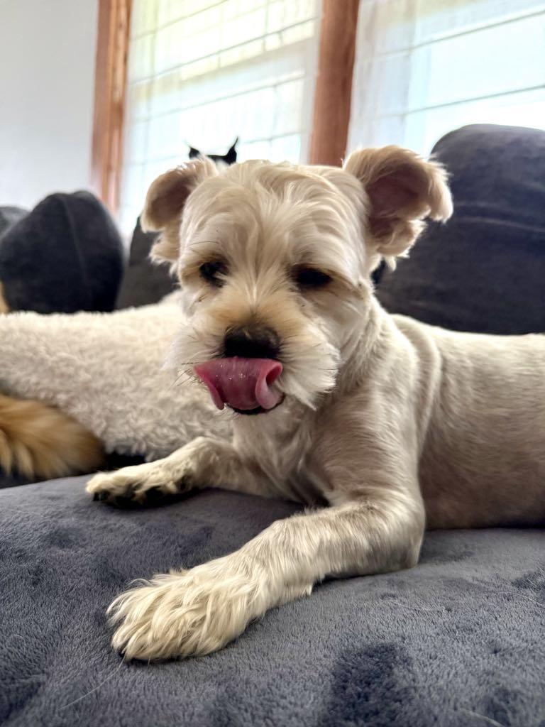 Enlarge Theo, a Adoptable mixed breed image 2/4