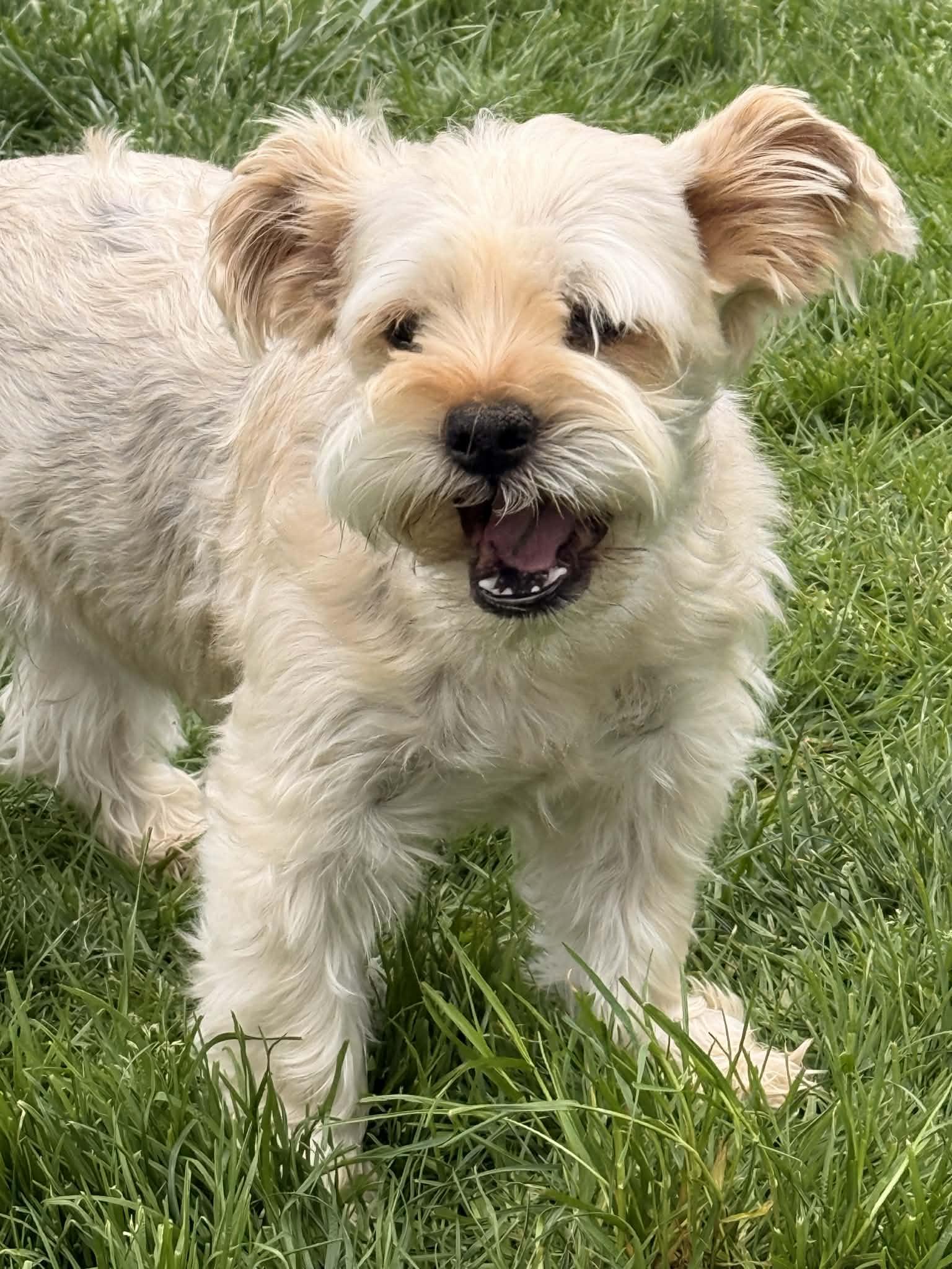 Enlarge Theo, a Adoptable mixed breed in Warminster, PA image 4/6