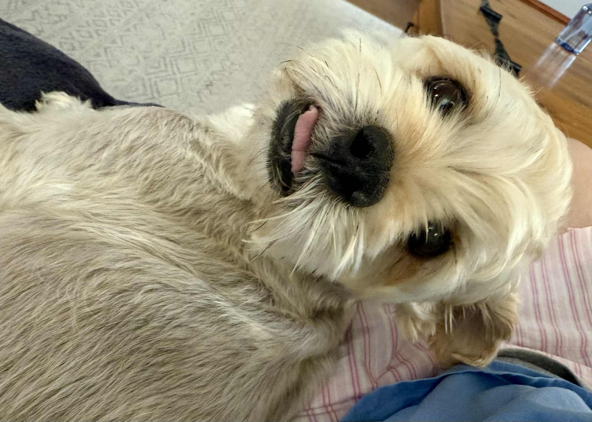 Theo, an adoptable McNab, Shih Tzu in Warminster, PA, 18974 | Photo Image 4
