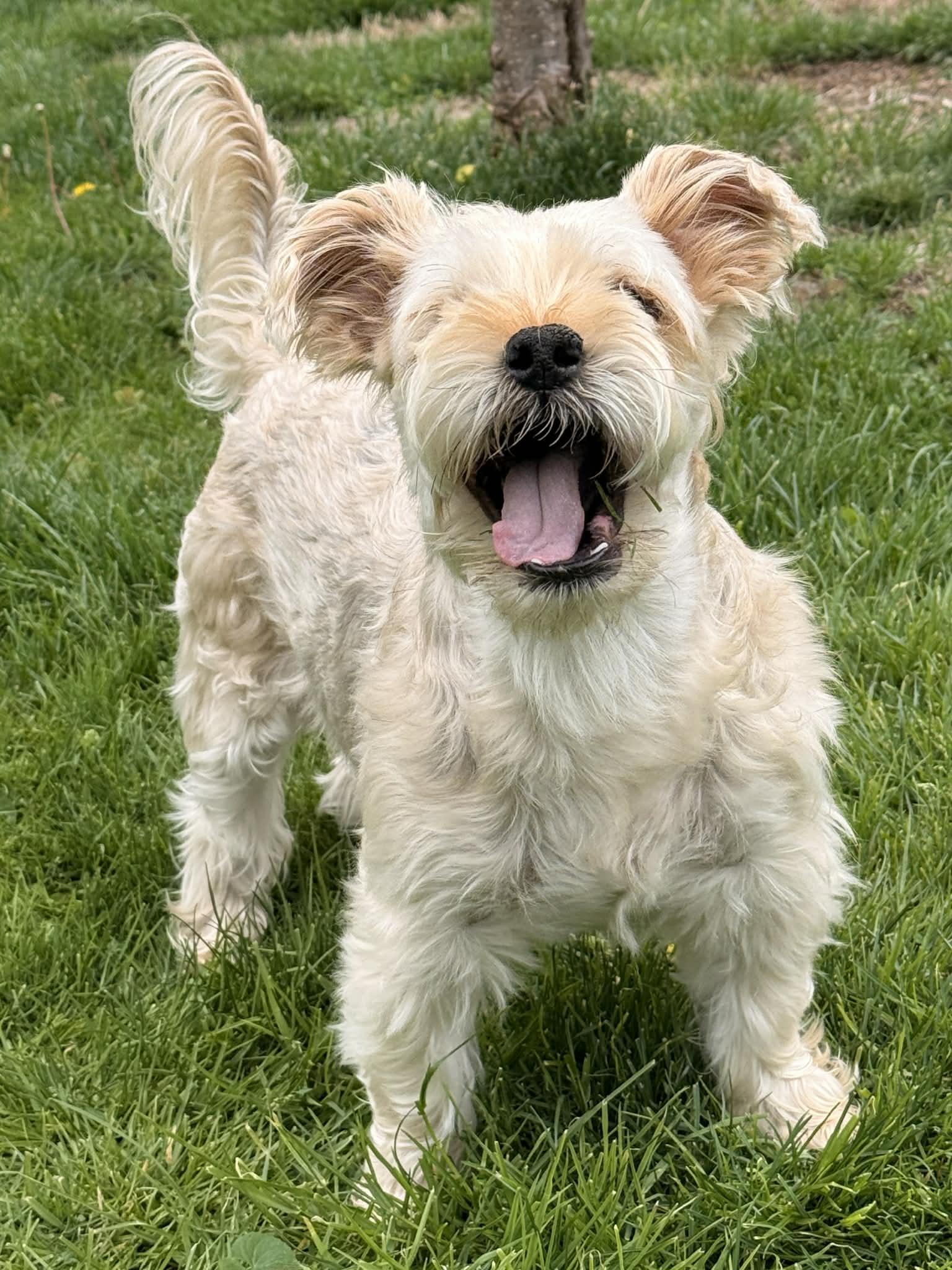 Enlarge Theo, a Adoptable mixed breed in Warminster, PA image 3/6