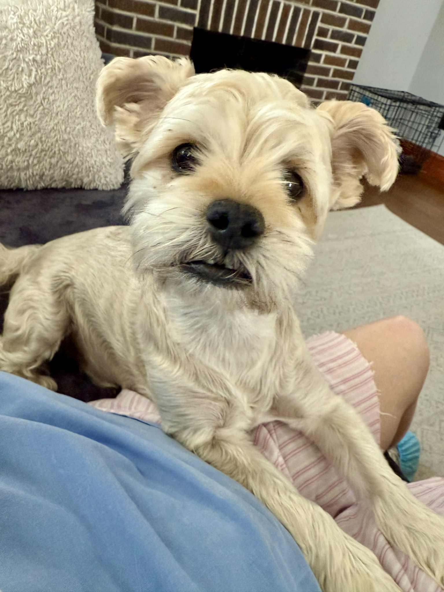 Theo, an adoptable McNab, Shih Tzu in Warminster, PA, 18974 | Photo Image 3