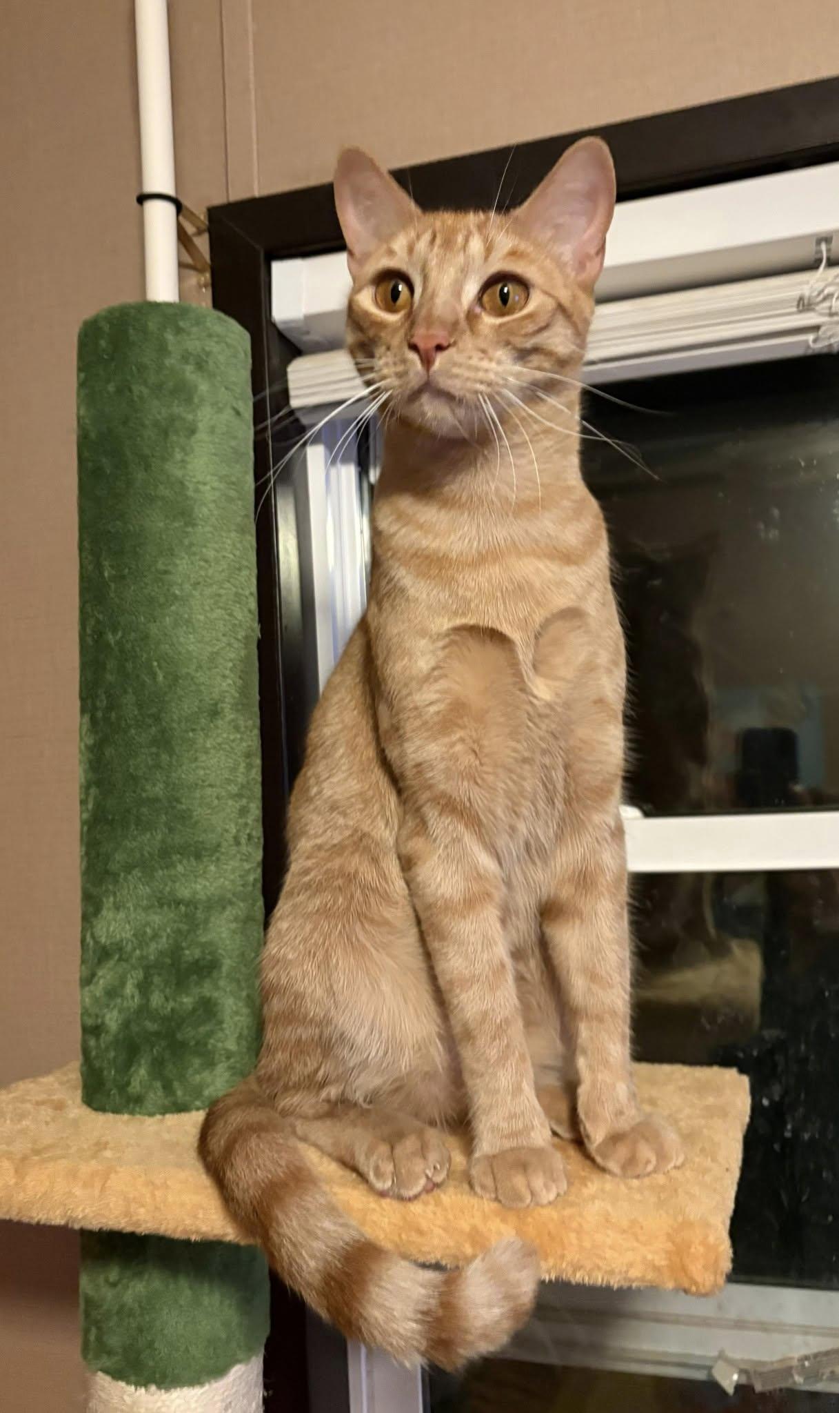 Harvey, Adult Male Domestic Short Hair