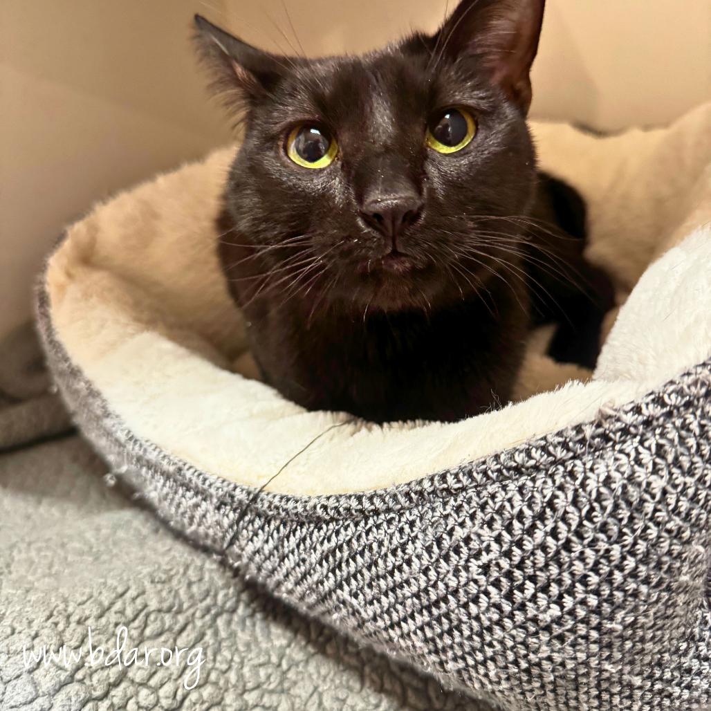 Enlarge Dizzy, a Adoptable mixed breed in Cheyenne, WY image 1/2
