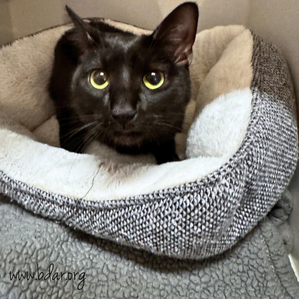 Enlarge Dizzy, a Adoptable mixed breed in Cheyenne, WY image 2/2
