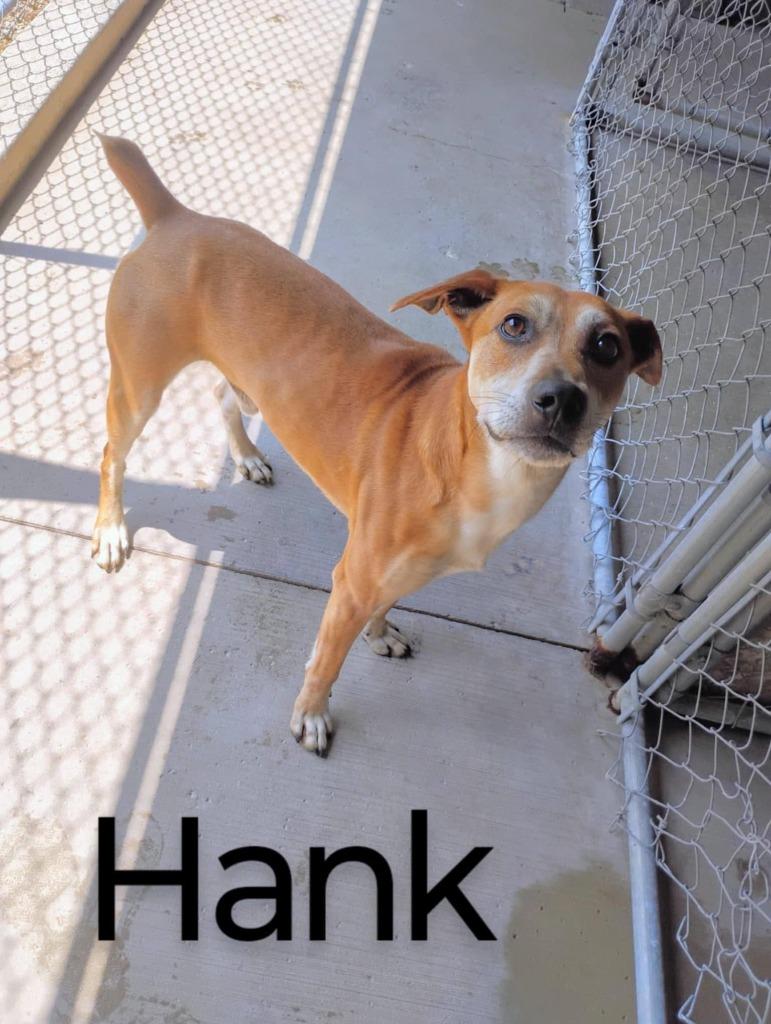 Hank, Adoptable, Young Male Black Mouth Cur & Mixed Breed.