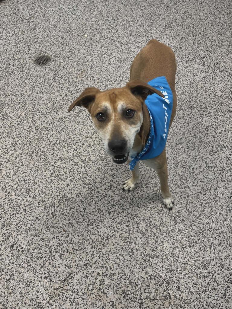 Hank, Adoptable, Adult Male Black Mouth Cur & Mixed Breed.