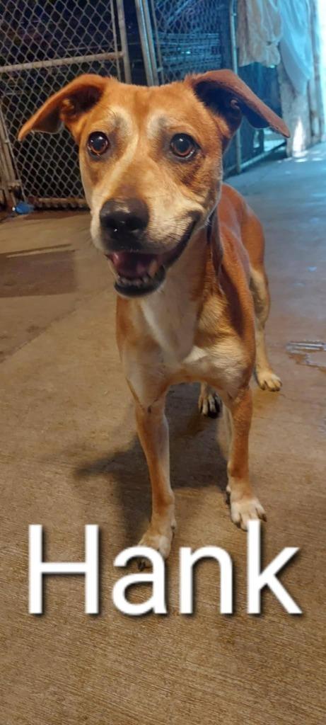 Enlarge Hank, a Adoptable mixed breed in Kendallville, IN image 2/4