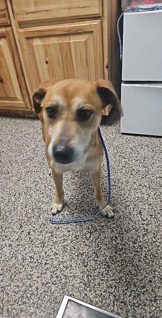 Enlarge Hank, a Adoptable mixed breed in Kendallville, IN image 4/4