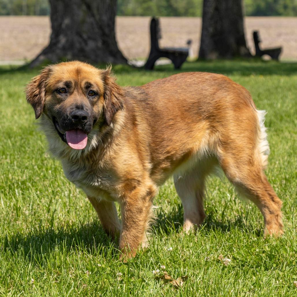 Foona Lagoona Baboona, a Adoptable Mixed Breed in Troy, IL image 1/3