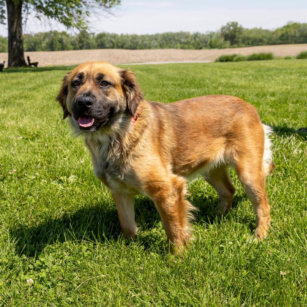 Foona Lagoona Baboona, a Adoptable Mixed Breed in Troy, IL image 2/3