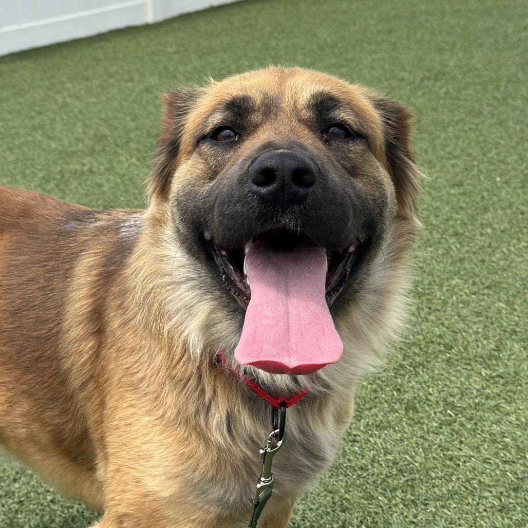 Foona Lagoona Baboona, a Adoptable Mixed Breed in Troy, IL image 3/3