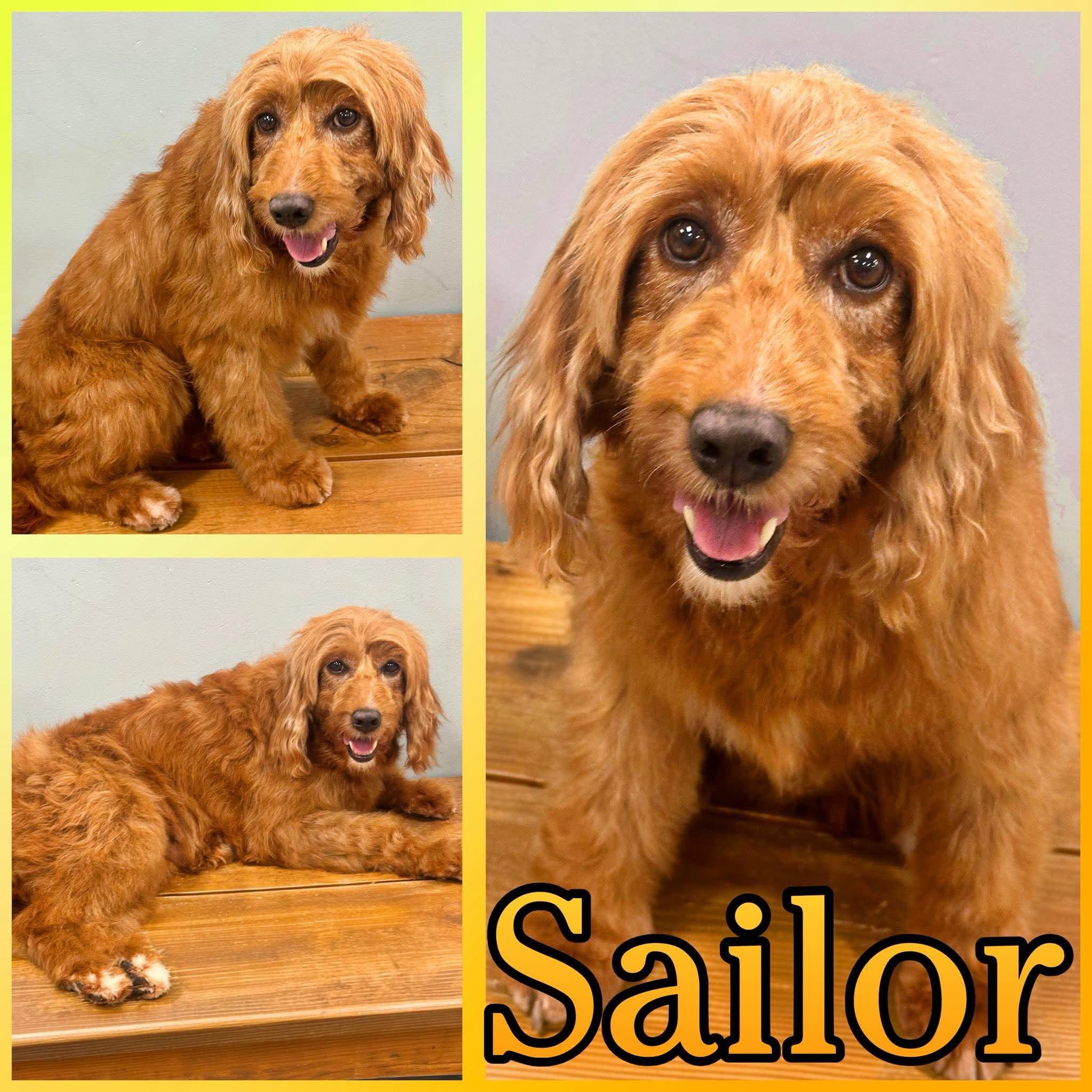 Sailor, ADOPTABLE, Adult Female Goldendoodle.