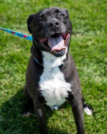 Frank, Adoptable, Puppy Male Retriever & Mixed Breed.
