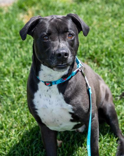Enlarge Frank, a Adoptable mixed breed in Pequot Lakes, MN image 2/3