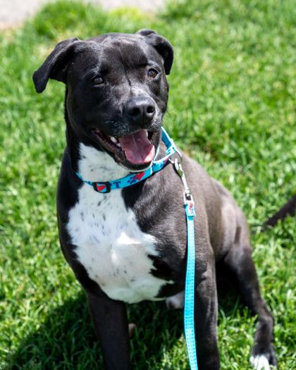 Enlarge Frank, a Adoptable mixed breed in Pequot Lakes, MN image 3/3