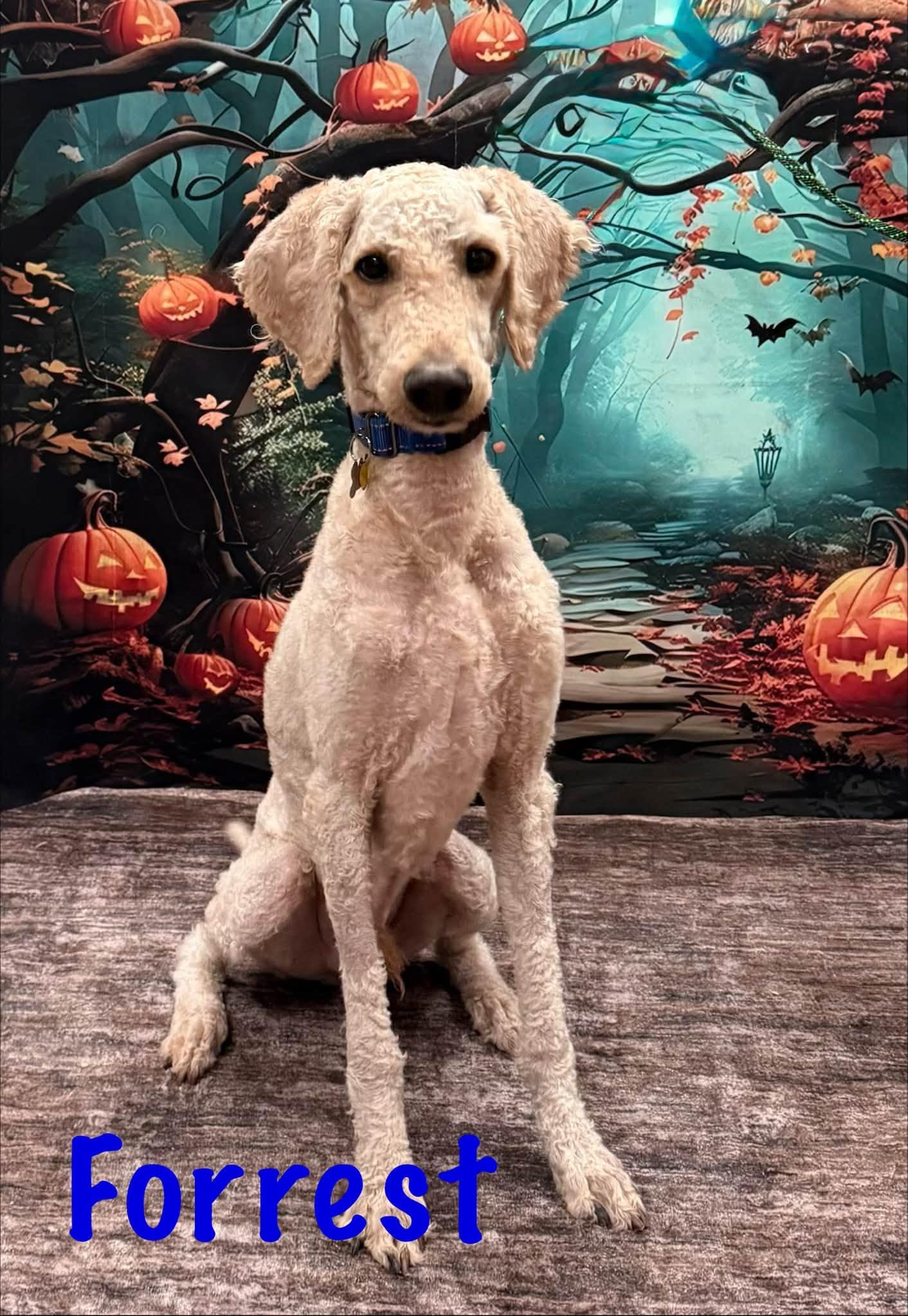 Enlarge Forrest, a Adoptable Labradoodle in Albany, NY image 2/4