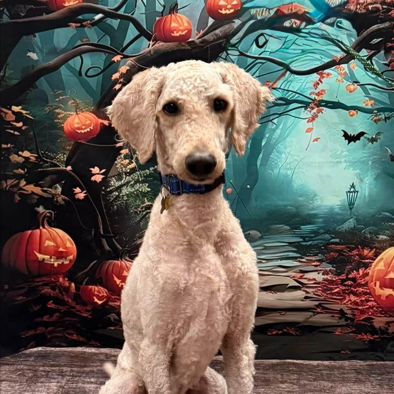 Forrest, Adoptable, Adult Male Labradoodle.