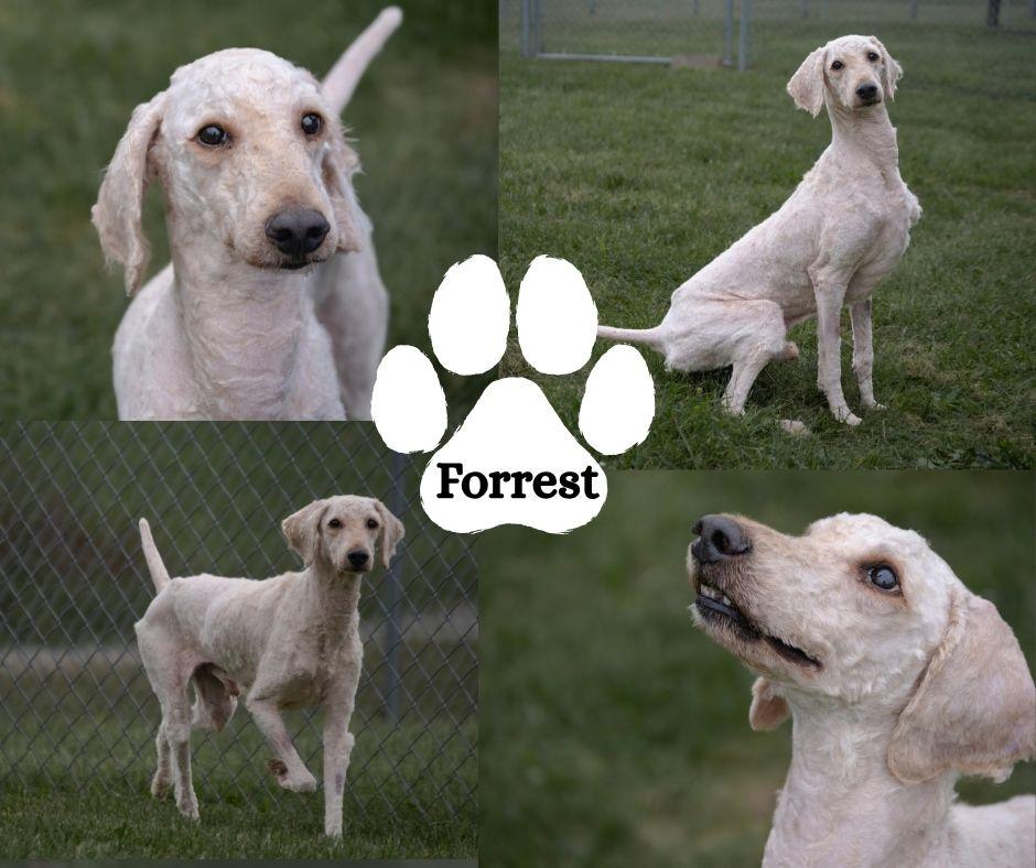 Enlarge Forrest, a Adoptable Labradoodle in Albany, NY image 4/4