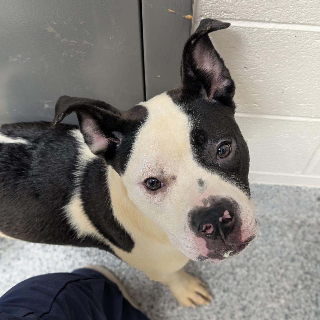 Patch, Adoptable, Young Female Pit Bull Terrier.