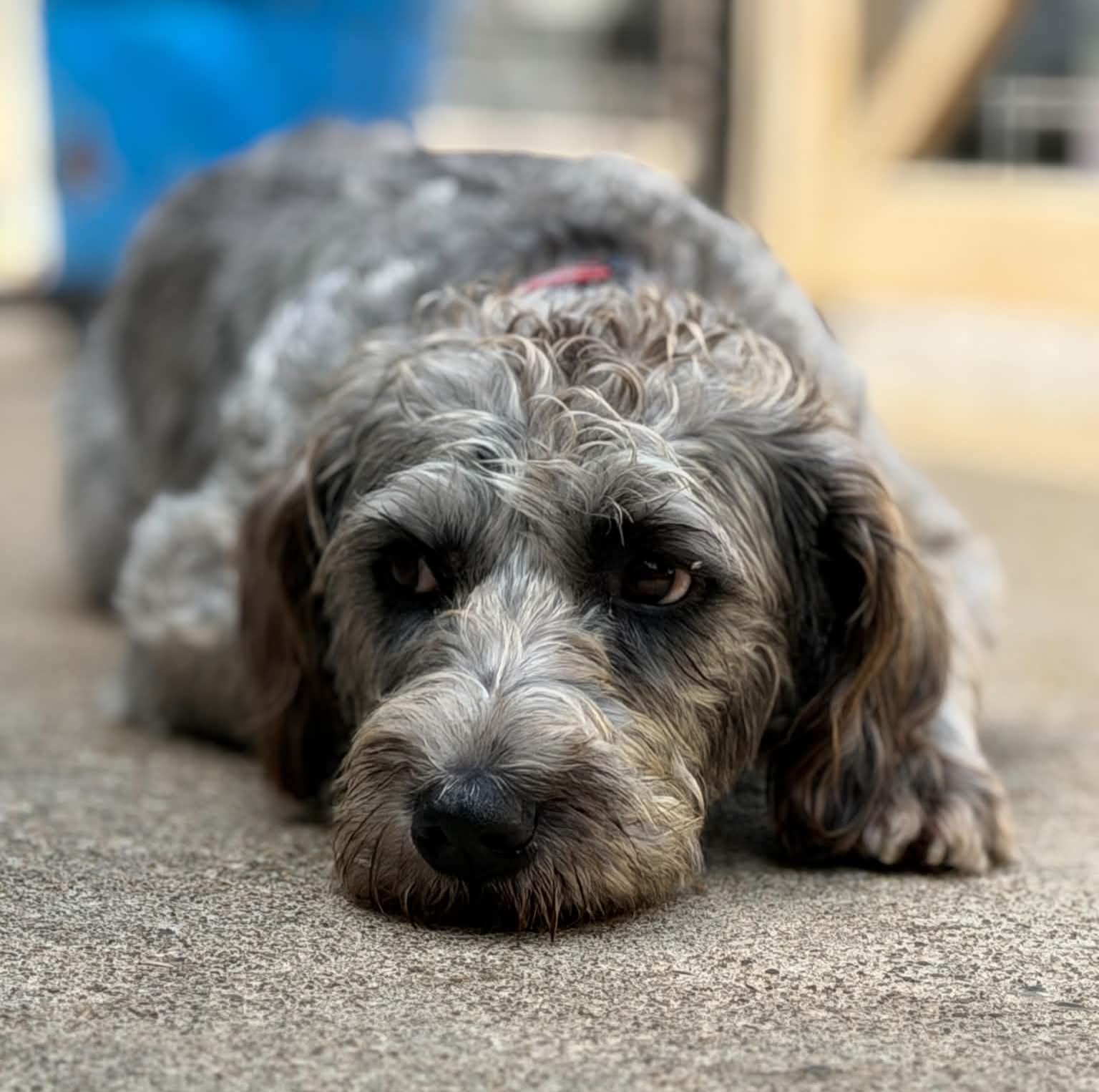 Enlarge Gracie, a Adopted Aussiedoodle in Wheelersburg, OH image 2/5