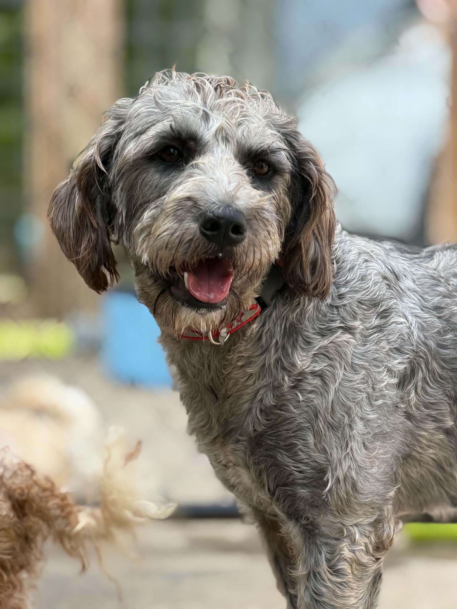 Gracie, Adopted, Young Female Aussiedoodle.