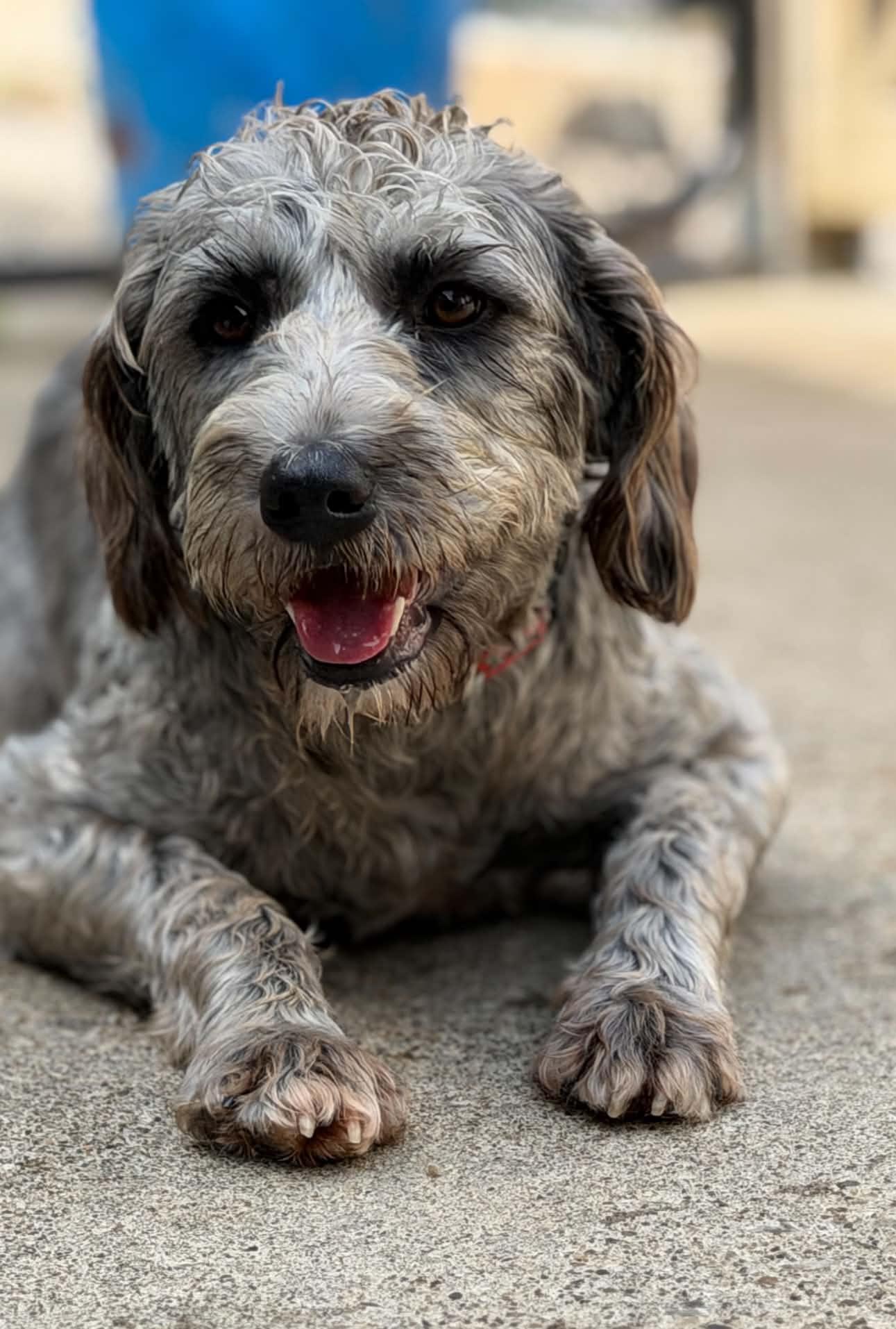 Enlarge Gracie, a Adopted Aussiedoodle in Wheelersburg, OH image 5/5
