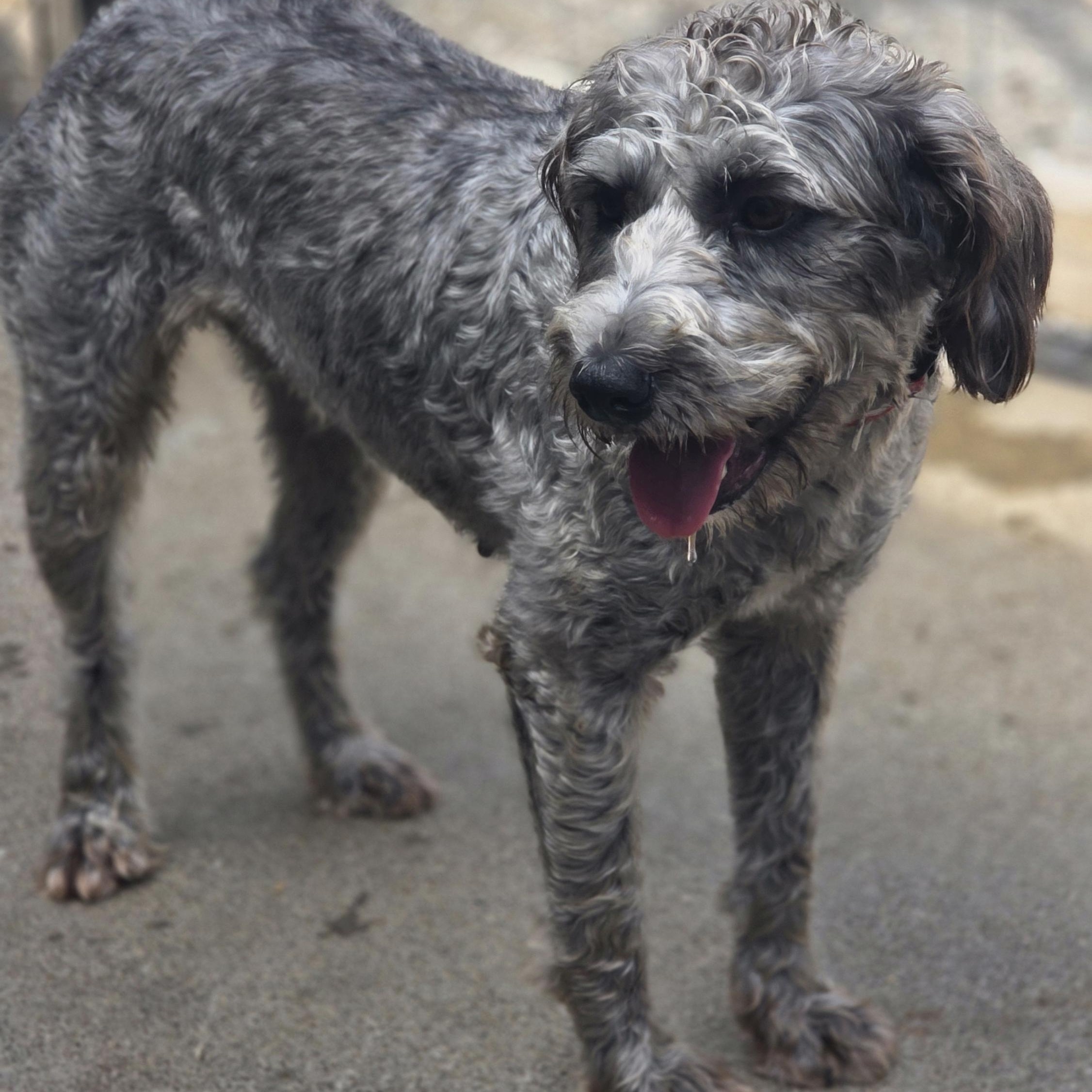 Enlarge Gracie, a Adopted Aussiedoodle in Wheelersburg, OH image 3/5