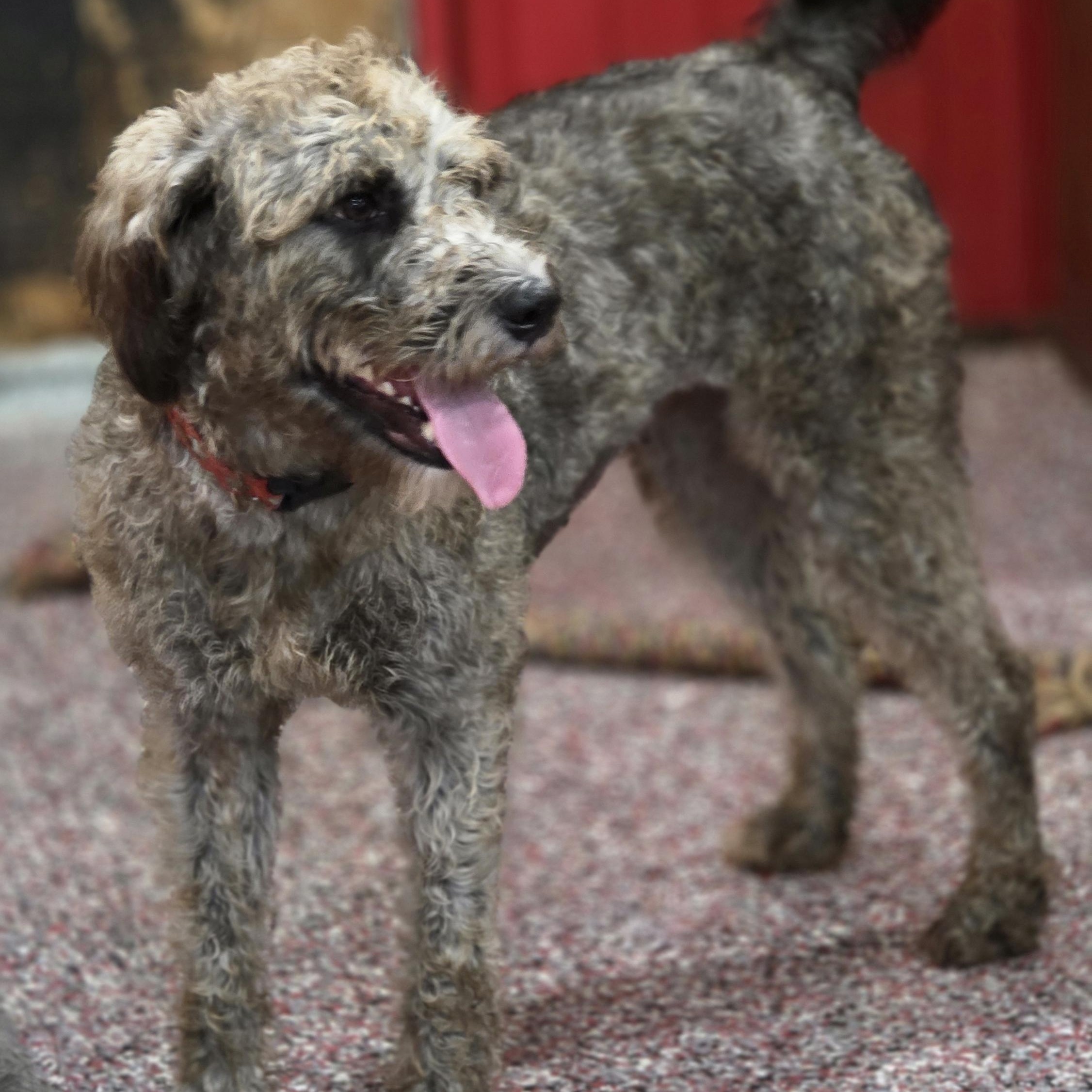 Enlarge Gracie, a Adopted Aussiedoodle in Wheelersburg, OH image 4/5