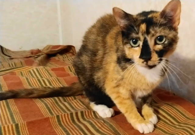 Danica, Adoptable, Adult Female Tortoiseshell.