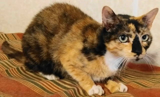 Danica, a Adoptable mixed breed in Frankston, TX image 2/8