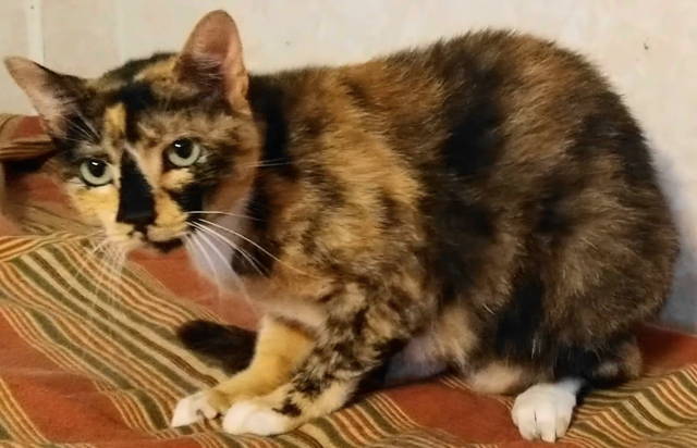 Danica, a Adoptable mixed breed in Frankston, TX image 3/8