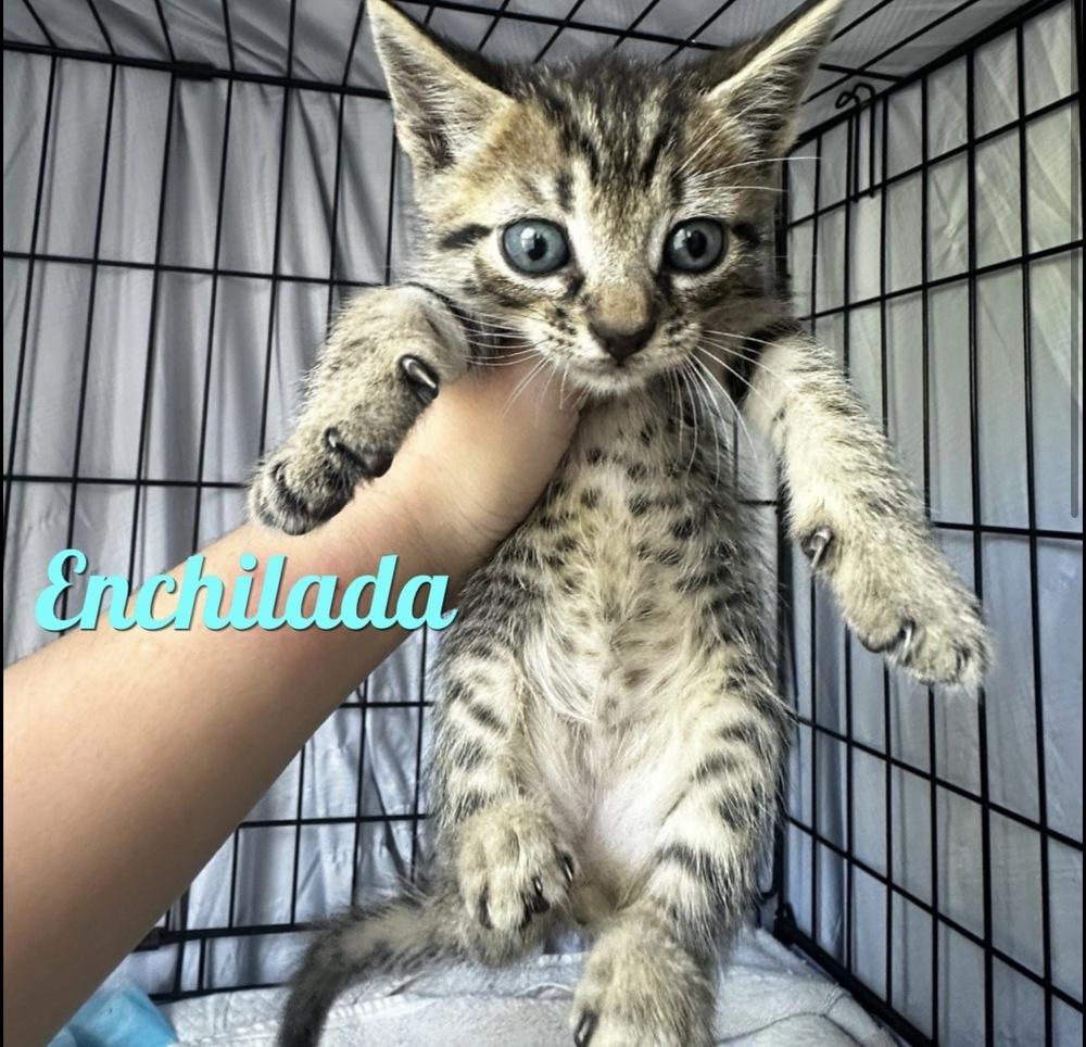 Enlarge Enchilada, a Adopted Domestic Short Hair in Hudson, NH image 1/1
