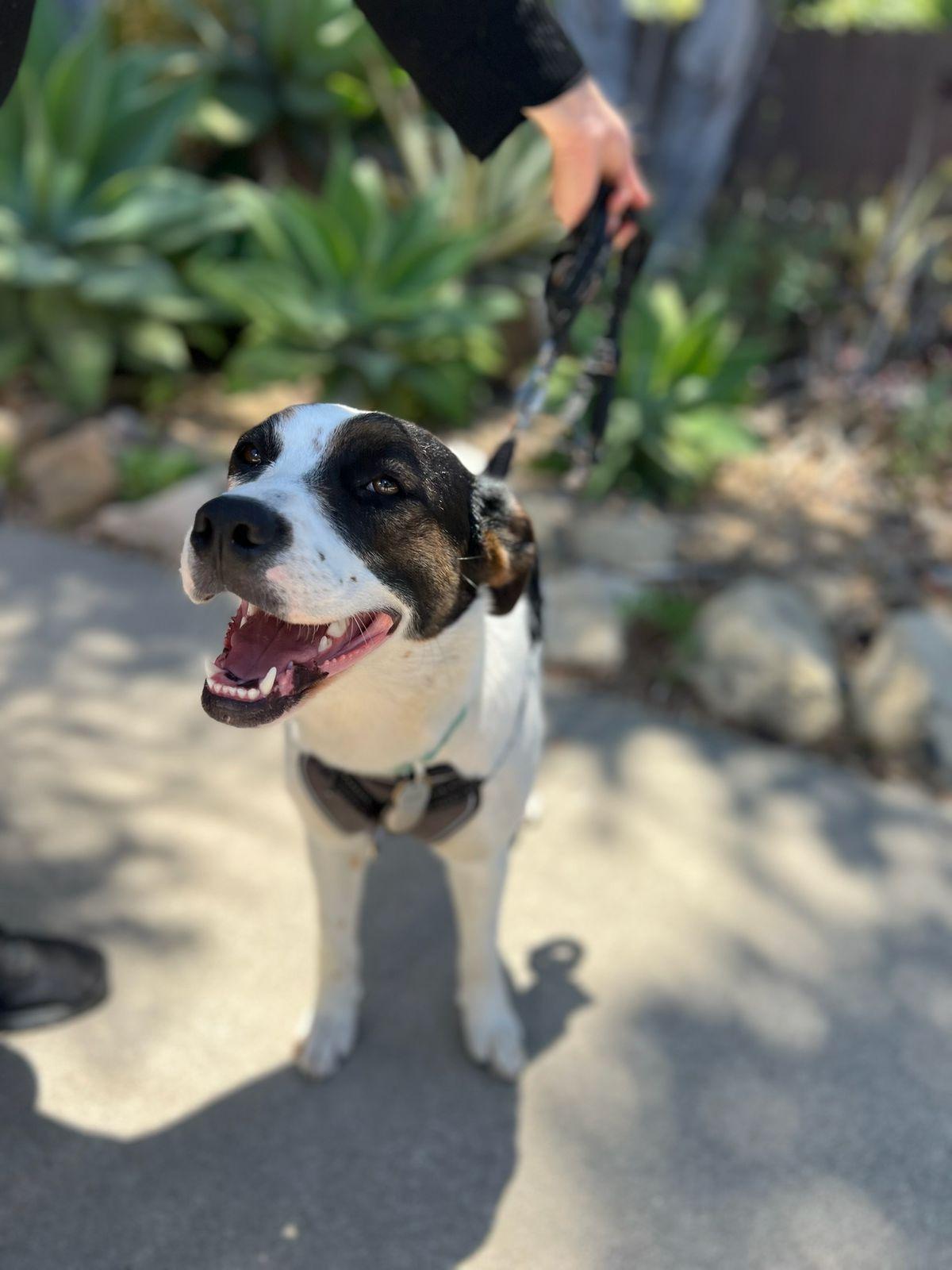 Sheba, a Adoptable mixed breed in Los Angeles, CA image 6/6