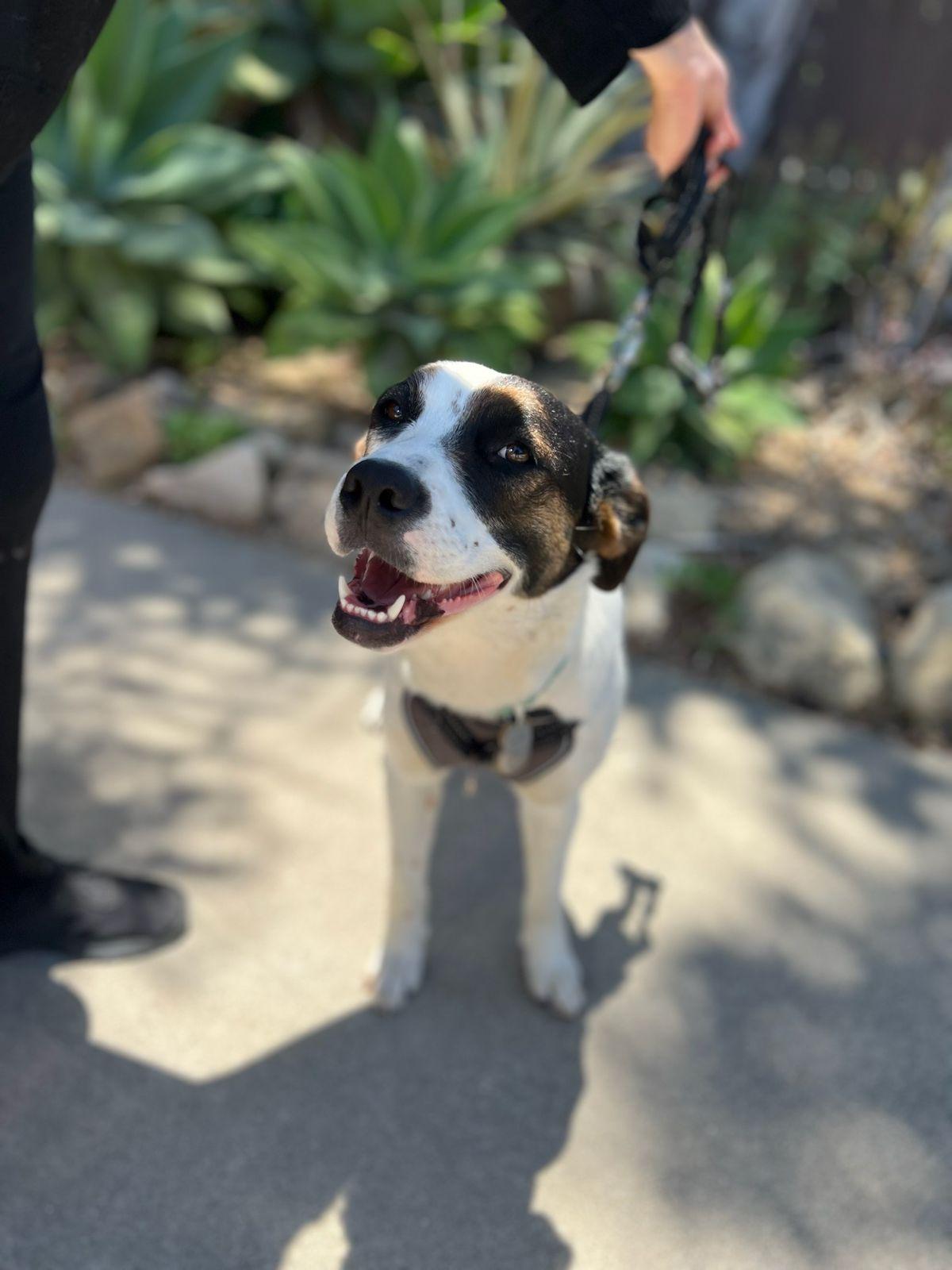 Sheba, Adoptable, Young Female Collie & Pit Bull Terrier.