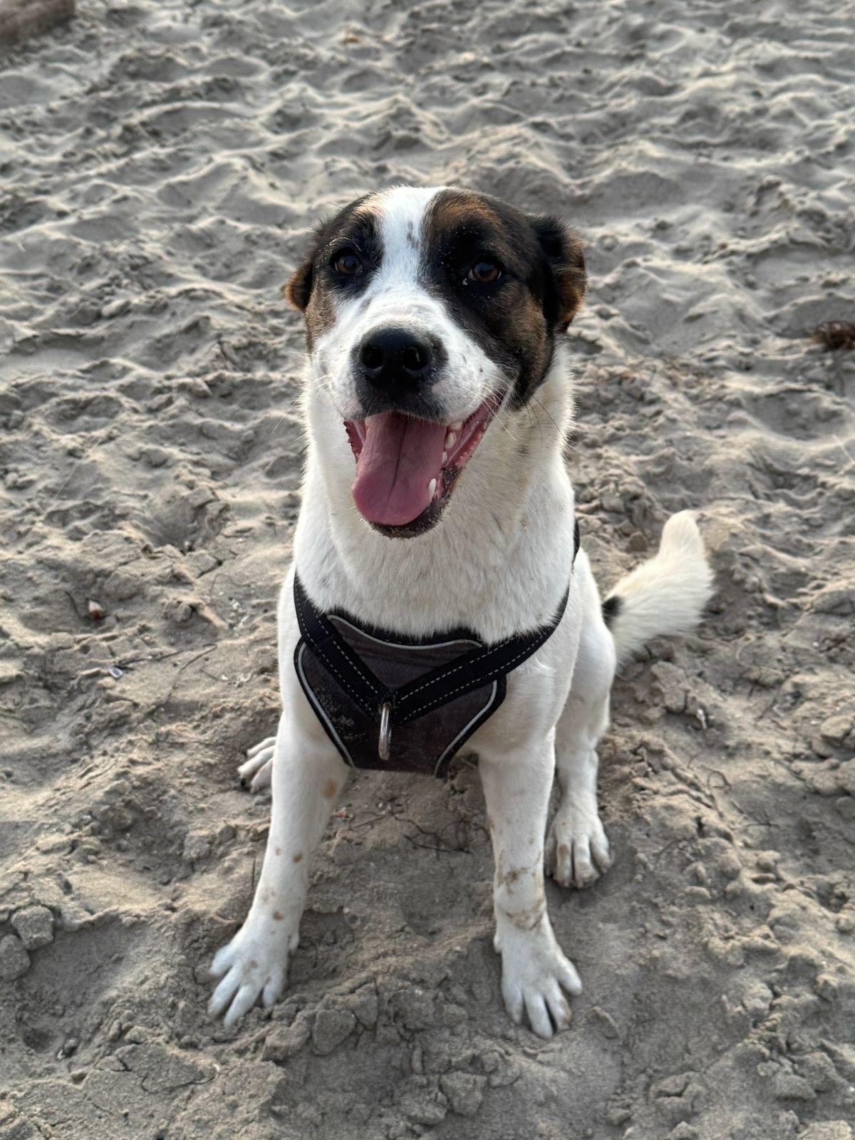 Sheba, a Adoptable mixed breed in Los Angeles, CA image 2/6